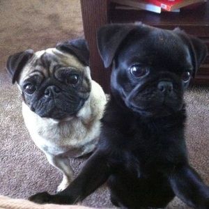 Meet your Posher, Katy